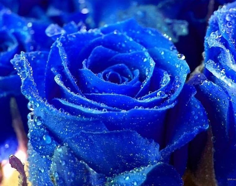 La rosa blu: fiore particolare e introvabile fai da te