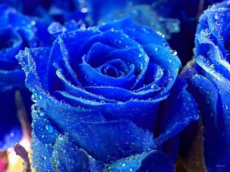La rosa blu: fiore particolare e introvabile fai da te