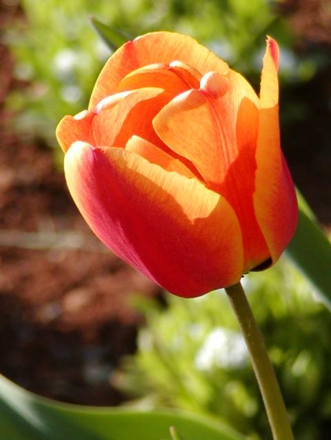 Regalare un fiore diverso a San Valentino? Il tulipano fai da te