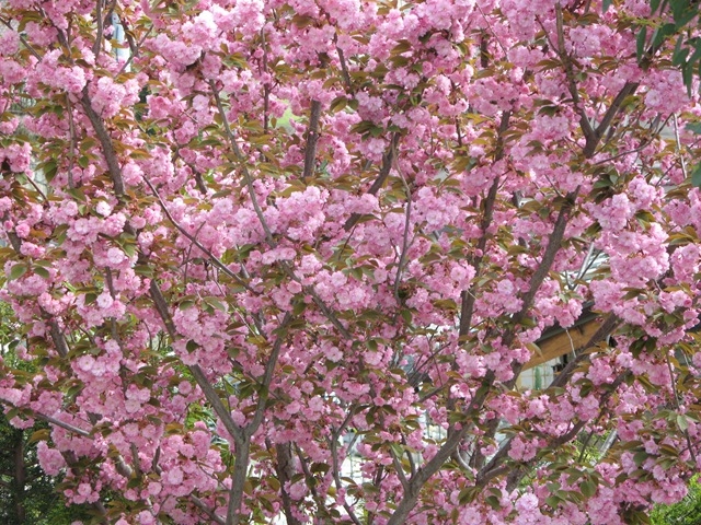 albero di ciliegio