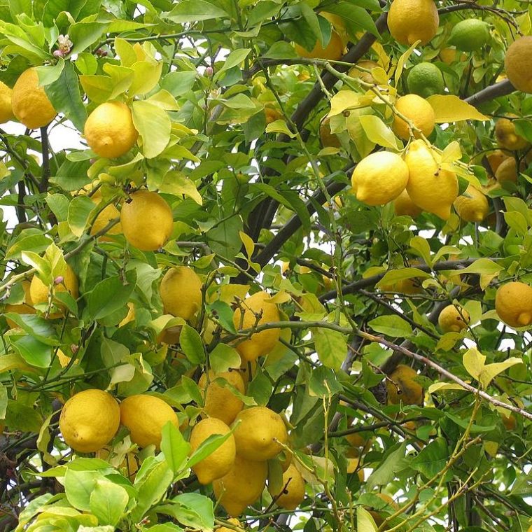 albero del limone-giardinaggio-fai-da-te-casa