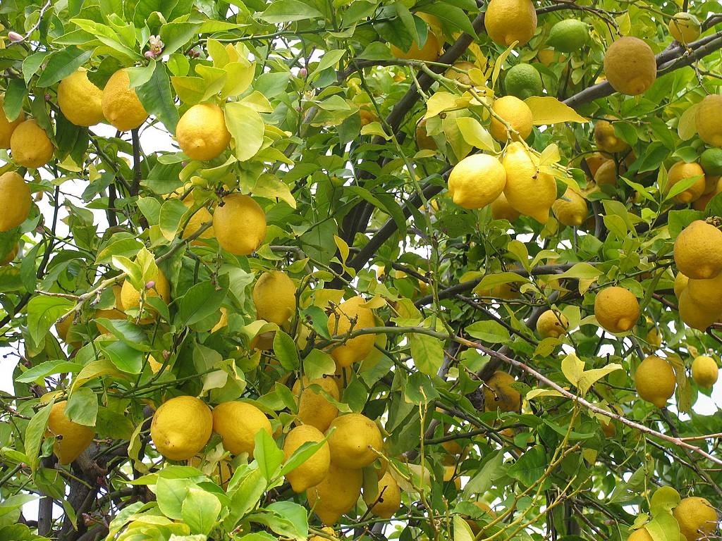 albero del limone-giardinaggio-fai-da-te-casa
